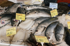Maigre sur l'étale du Poissonnier