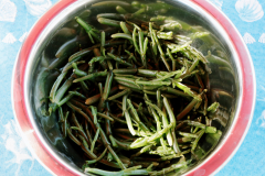 Salicorne