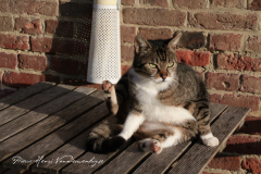 IMG_9552_chat_geer