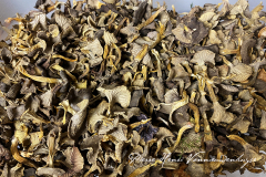Chanterelles en tube séchées