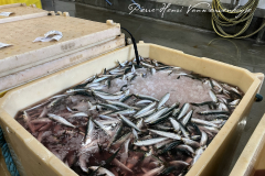 Sardines glacées à la criée de St Gilles