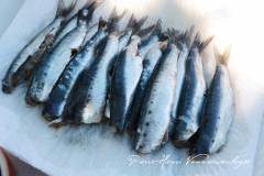sardines étêtées, filets levés