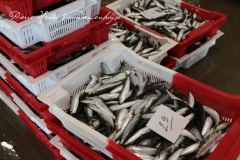 Les sardines qui viennent d'être débarquées