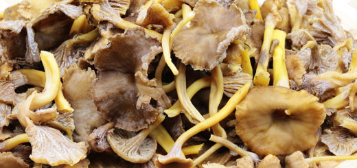 Chanterelles en tube