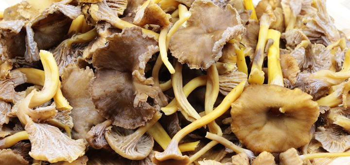 Chanterelles en tube