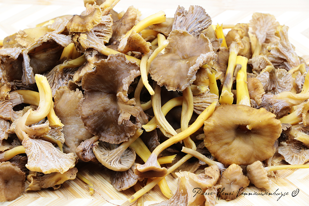 Sauce aux Chanterelles en tube et à l’estragon Recettes et Cuisine — free download
