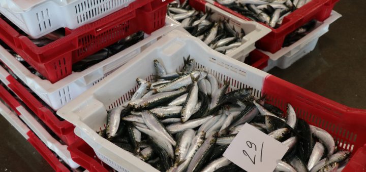Les sardines qui viennent d'être débarquées